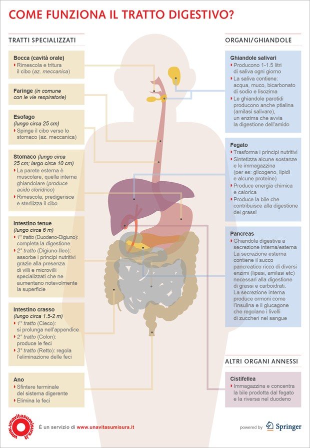 Come funziona il tratto digestivo