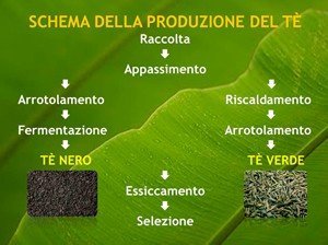 Tutti i benefici del tè verde: caratteristiche e proprietà