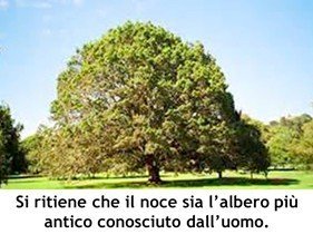 albero di noci