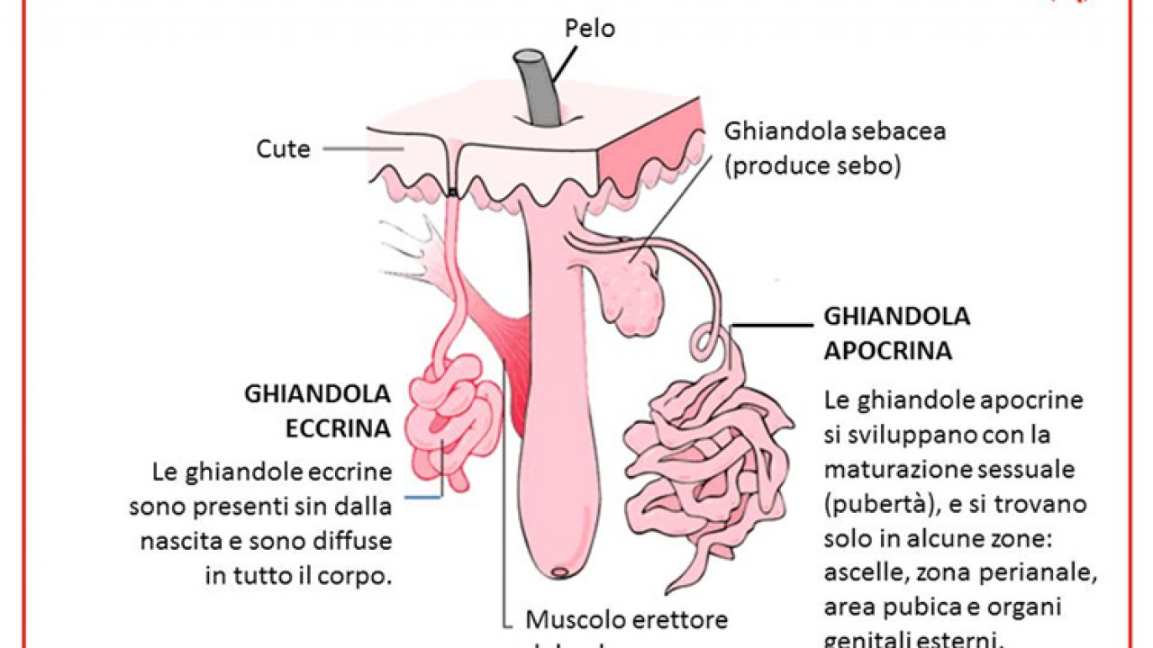 La ghiandole sudoripare: come sono fatte, come funzionano