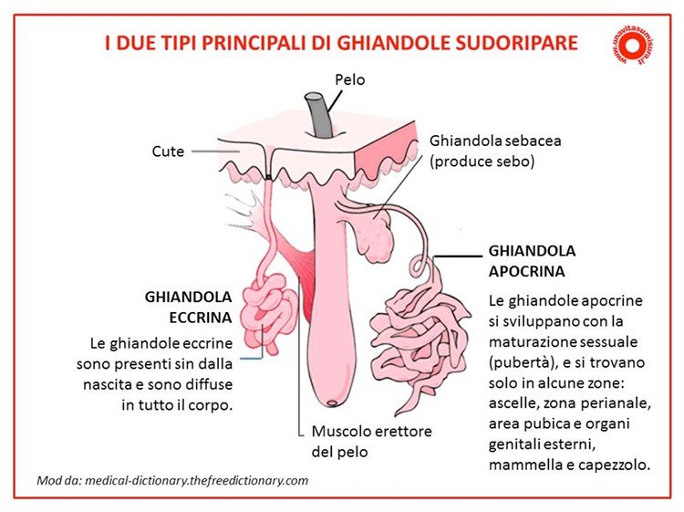 I due principali tipi di ghiandole sudoripare - unavitasumisura