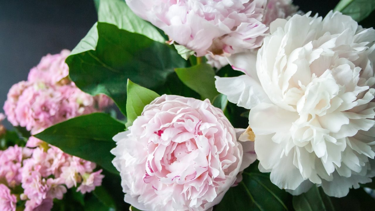 Peonie, regine di maggio