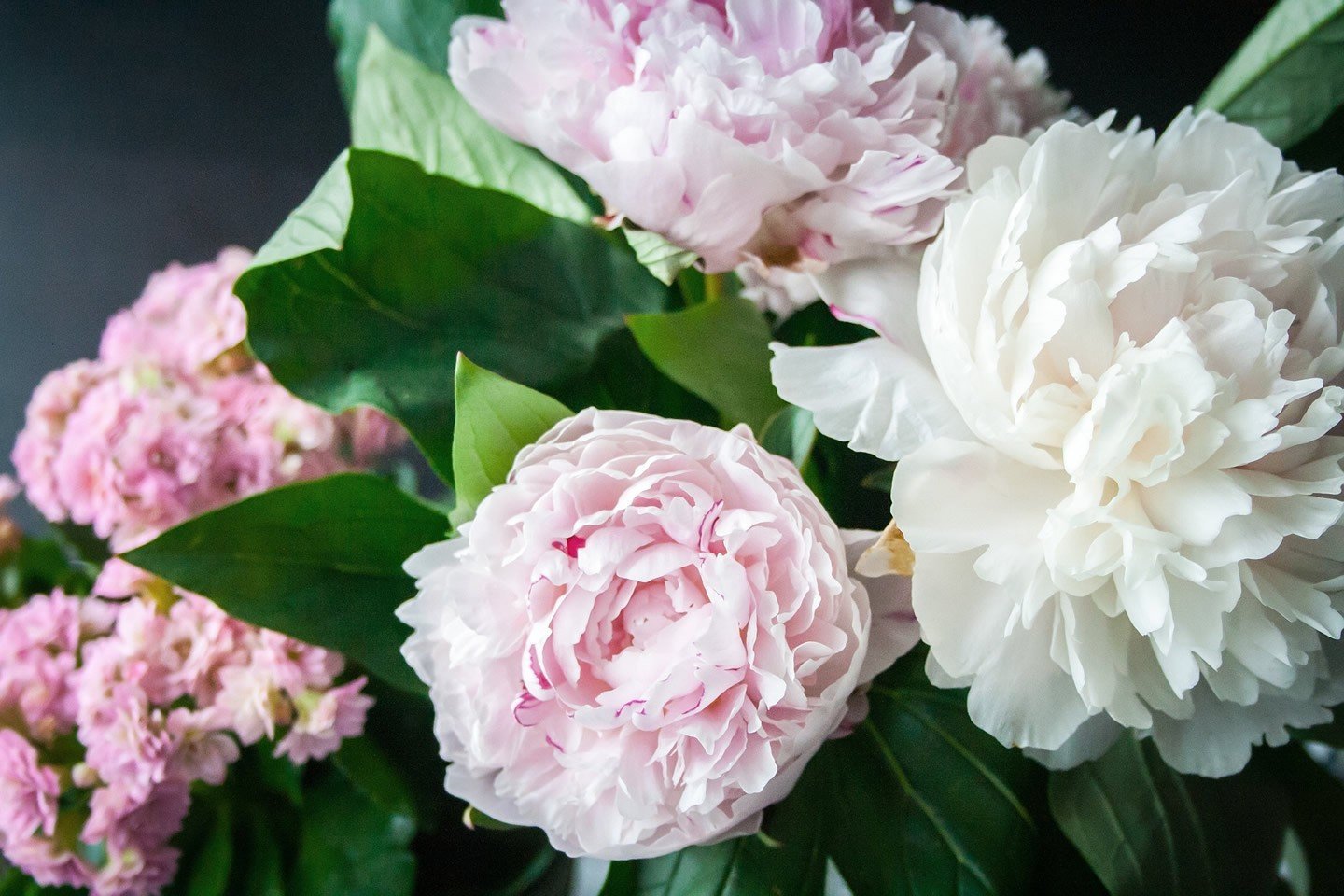 Peonie, regine di maggio