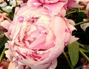 Peonie, regine di maggio