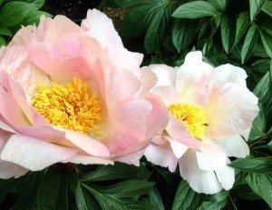 Peonie, regine di maggio