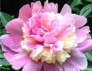 peonie-orticola-2016-11