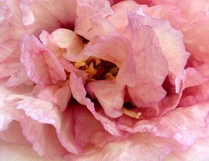 peonie-orticola-2016-17