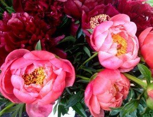 peonie-orticola-2016-22