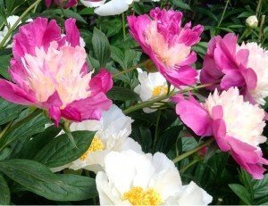 peonie-orticola-2016-25