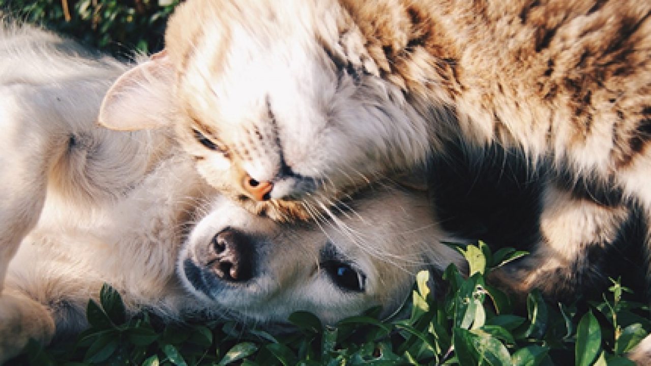 Cani e gatti obesi: il decalogo della AIDAA