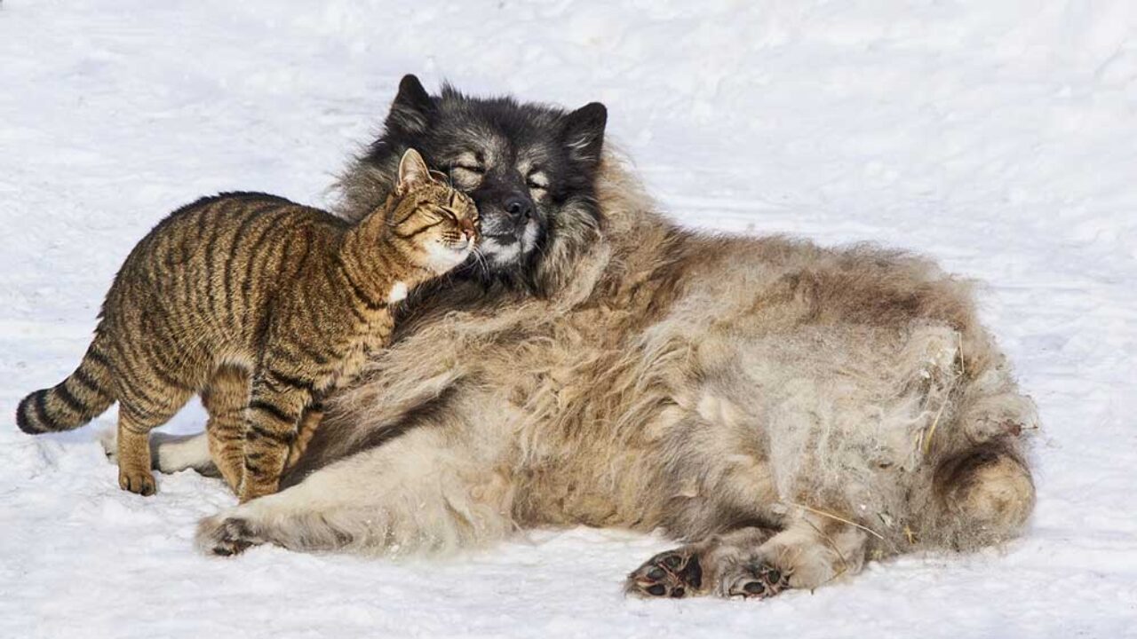 Cani e gatti obesi: il decalogo della AIDAA