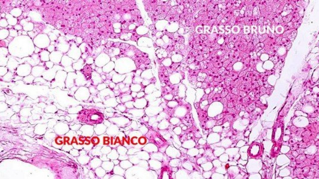 Tessuto adiposo bianco e bruno: quali le differenze?