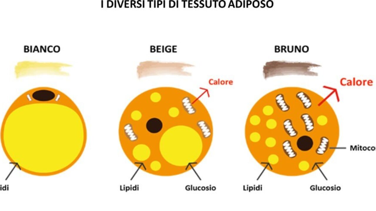 Tessuto adiposo bianco e bruno: quali le differenze?